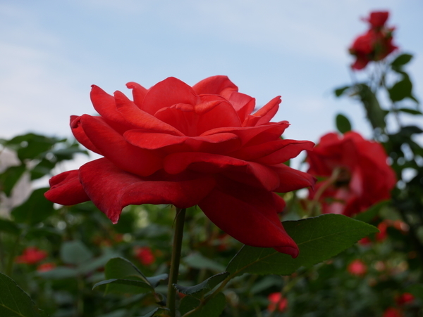 f:id:gzutetsu:20190601152333j:image f:id:gzutetsu:20190601152333j:image