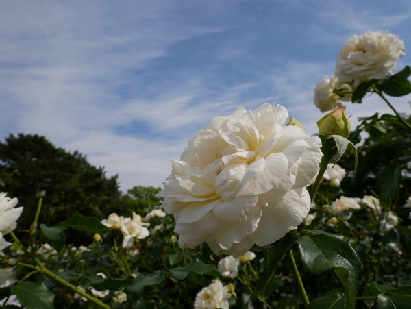 f:id:gzutetsu:20190601152852j:image f:id:gzutetsu:20190601152852j:image
