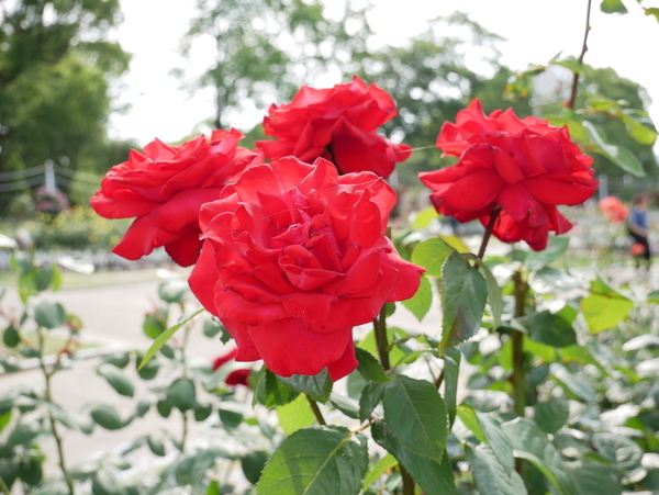 f:id:gzutetsu:20190601153335j:image f:id:gzutetsu:20190601153335j:image