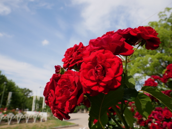 f:id:gzutetsu:20190601153759j:image f:id:gzutetsu:20190601153759j:image