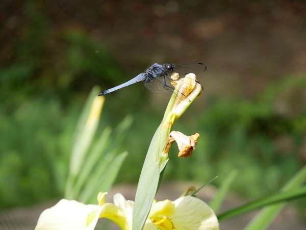 f:id:gzutetsu:20190601154445j:image f:id:gzutetsu:20190601154445j:image