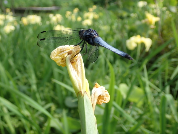 f:id:gzutetsu:20190601154706j:image f:id:gzutetsu:20190601154706j:image