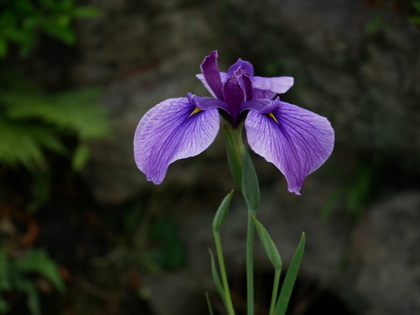 f:id:gzutetsu:20190601155231j:image f:id:gzutetsu:20190601155231j:image