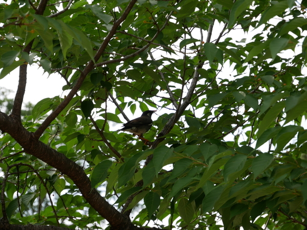 f:id:gzutetsu:20190601155526j:image f:id:gzutetsu:20190601155526j:image