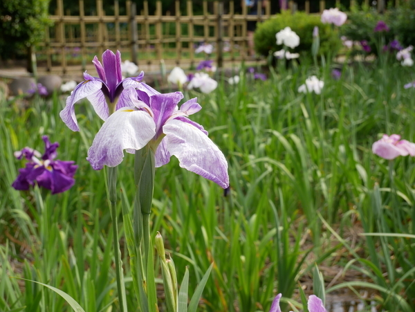 f:id:gzutetsu:20190601155819j:image f:id:gzutetsu:20190601155819j:image
