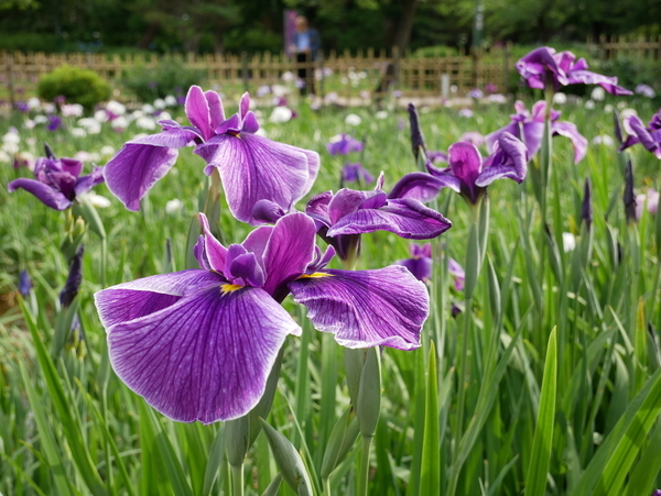 f:id:gzutetsu:20190601160445j:image f:id:gzutetsu:20190601160445j:image