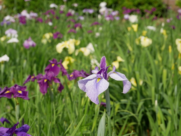 f:id:gzutetsu:20190601160502j:image f:id:gzutetsu:20190601160502j:image