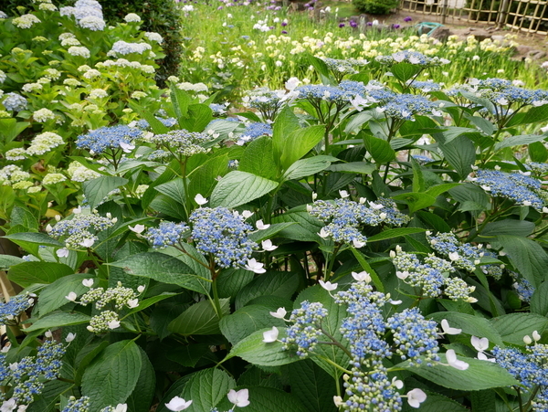 f:id:gzutetsu:20190601160853j:image f:id:gzutetsu:20190601160853j:image