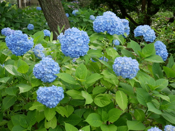 f:id:gzutetsu:20190601160906j:image f:id:gzutetsu:20190601160906j:image
