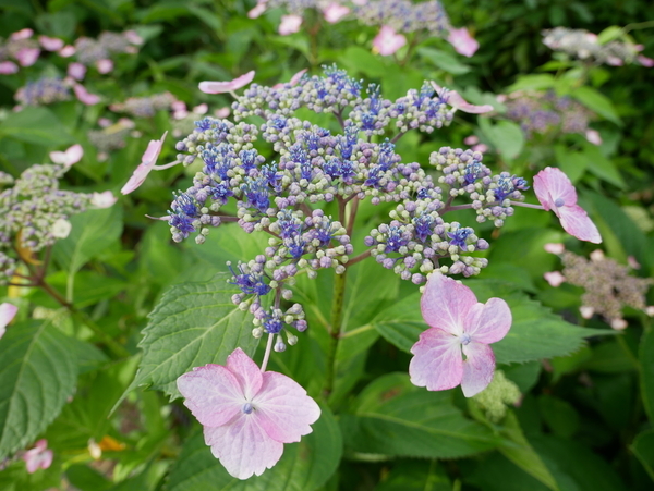 f:id:gzutetsu:20190601161045j:image f:id:gzutetsu:20190601161045j:image