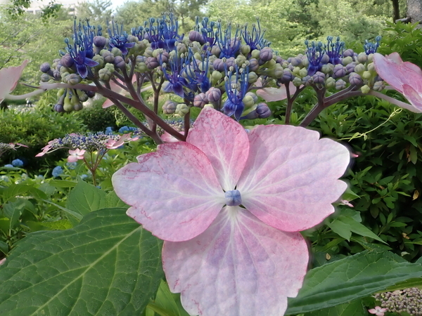f:id:gzutetsu:20190601161123j:image f:id:gzutetsu:20190601161123j:image