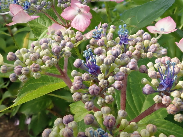 f:id:gzutetsu:20190601161155j:image f:id:gzutetsu:20190601161155j:image