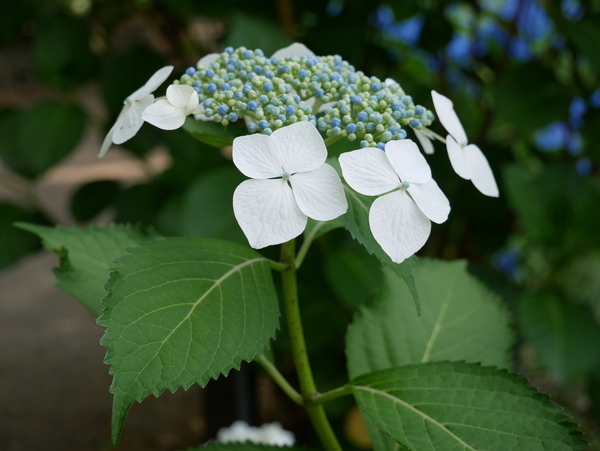 f:id:gzutetsu:20190601161638j:image f:id:gzutetsu:20190601161638j:image