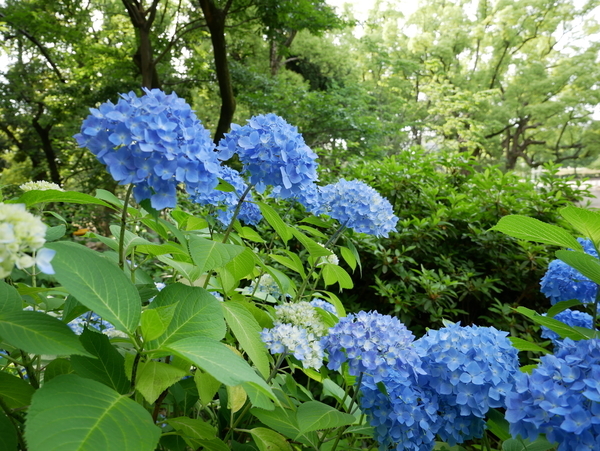 f:id:gzutetsu:20190601161708j:image f:id:gzutetsu:20190601161708j:image