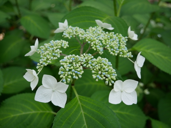 f:id:gzutetsu:20190601162023j:image f:id:gzutetsu:20190601162023j:image