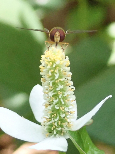 f:id:gzutetsu:20190606125151j:image