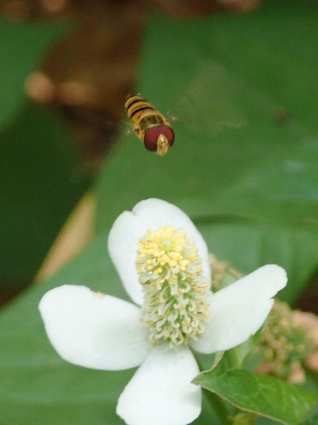 f:id:gzutetsu:20190606125237j:image