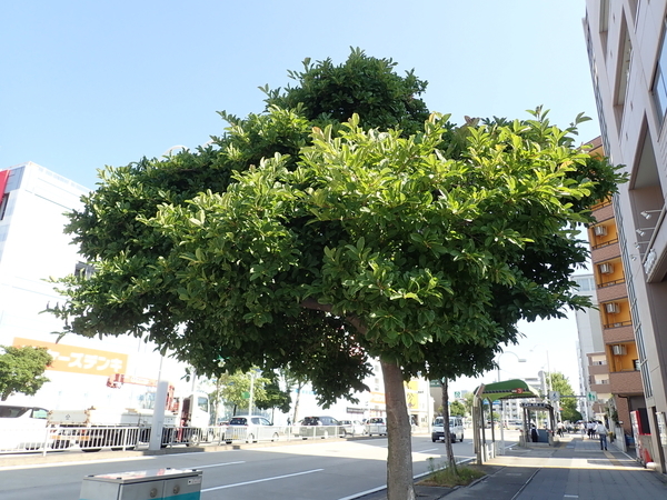 f:id:gzutetsu:20190613083448j:image
