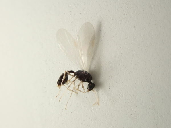 f:id:gzutetsu:20190622164250j:image
