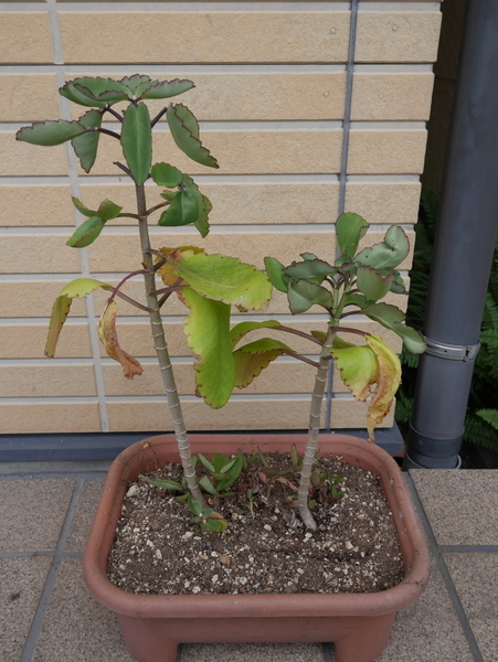f:id:gzutetsu:20190623132315j:image