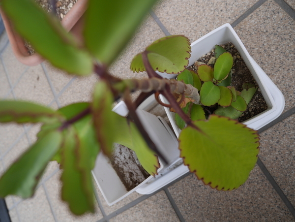f:id:gzutetsu:20190623132454j:image