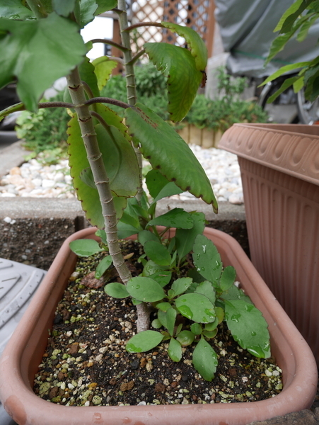 f:id:gzutetsu:20190707081201j:image