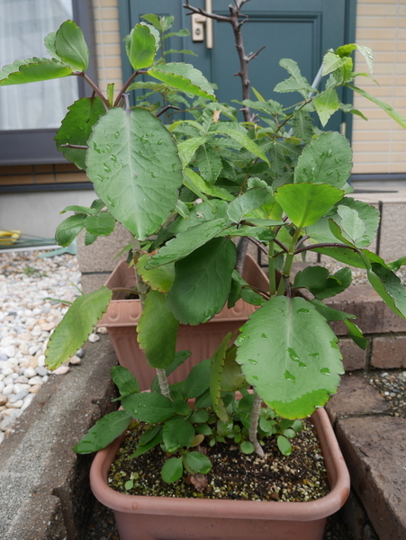 f:id:gzutetsu:20190707081222j:image