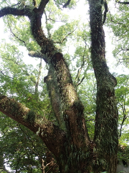f:id:gzutetsu:20190803143427j:image f:id:gzutetsu:20190803143427j:image