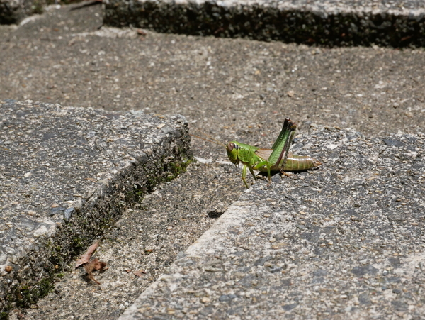 f:id:gzutetsu:20190813113052j:image