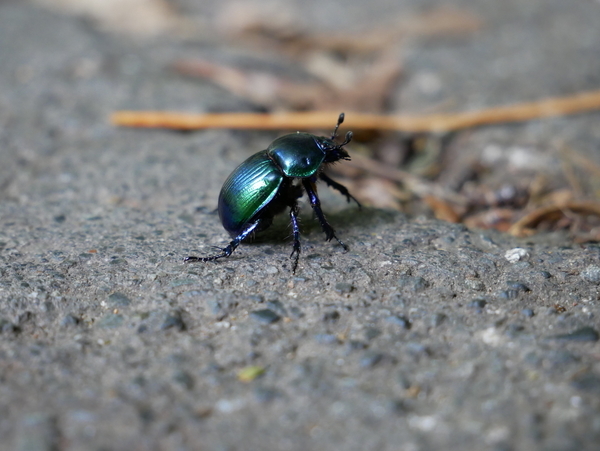 f:id:gzutetsu:20190929144714j:image