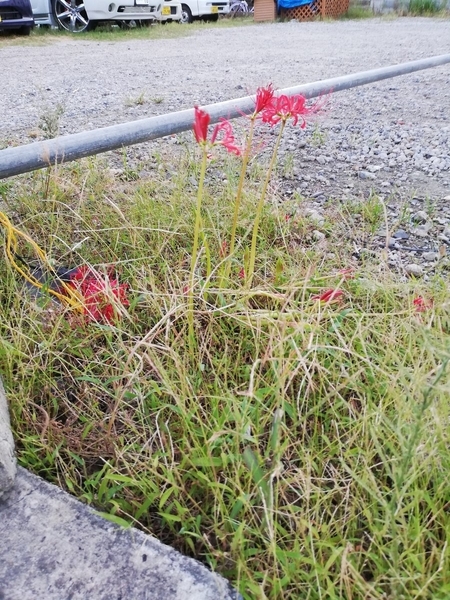 f:id:gzutetsu:20191004172517j:image