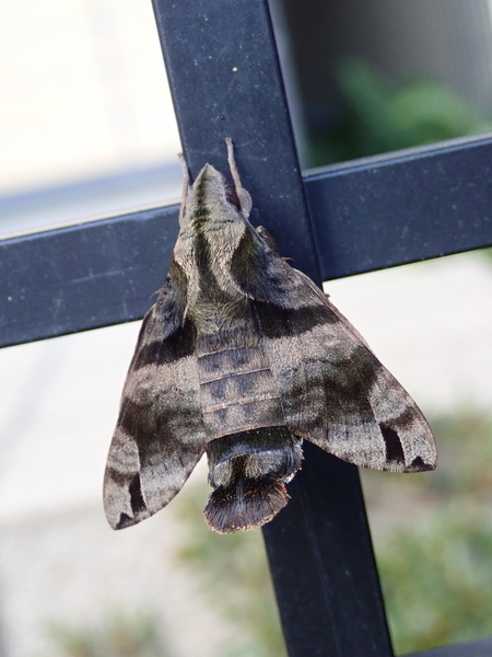 f:id:gzutetsu:20191116134932j:image
