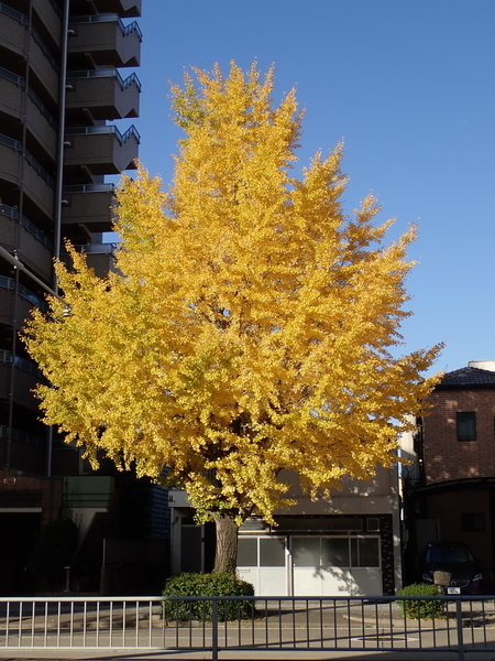 f:id:gzutetsu:20191130083855j:image