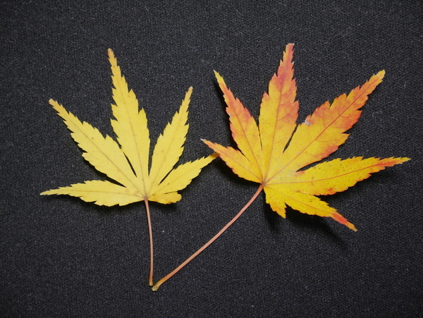 f:id:gzutetsu:20191227082531j:image