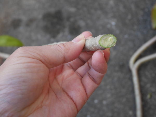 f:id:gzutetsu:20191227083513j:image