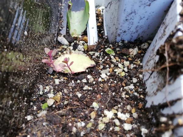 f:id:gzutetsu:20200113122356j:plain