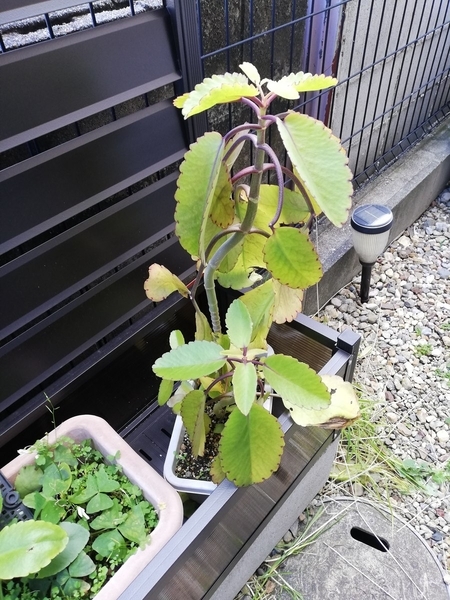 f:id:gzutetsu:20200113122436j:plain