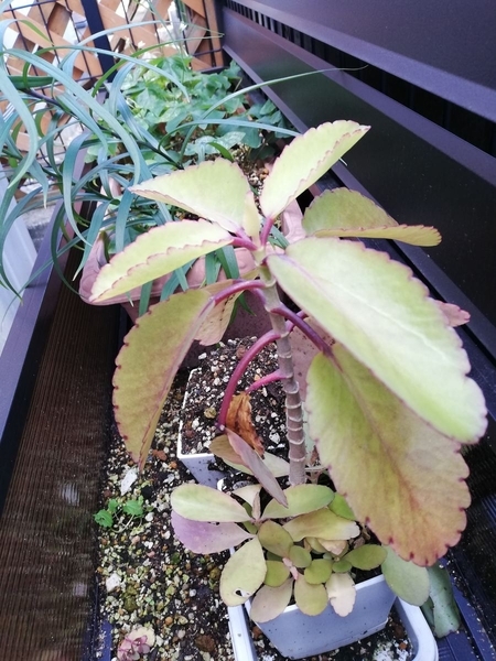 f:id:gzutetsu:20200113122444j:plain