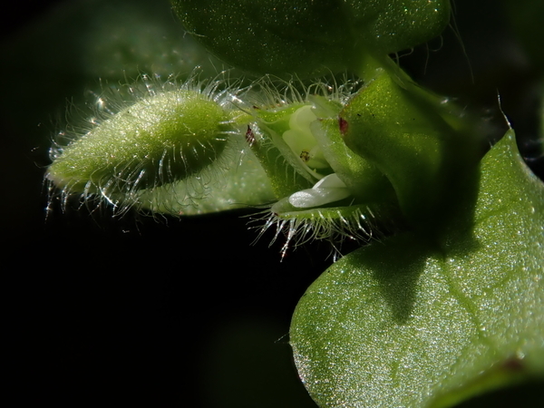 f:id:gzutetsu:20200113123201j:plain