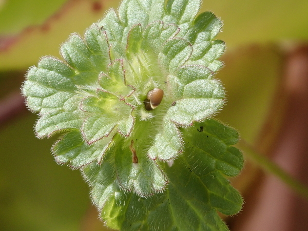 f:id:gzutetsu:20200113123239j:plain