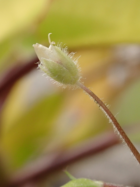 f:id:gzutetsu:20200113123531j:plain