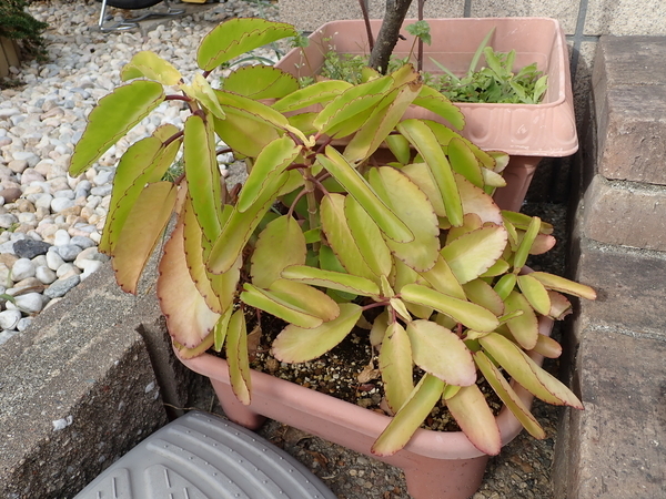 f:id:gzutetsu:20200113123558j:plain