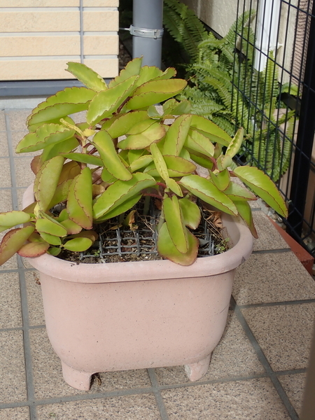 f:id:gzutetsu:20200113123607j:plain