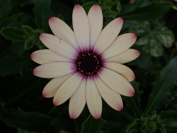 f:id:gzutetsu:20200113123755j:plain