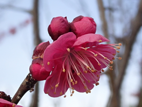 f:id:gzutetsu:20200126140808j:image