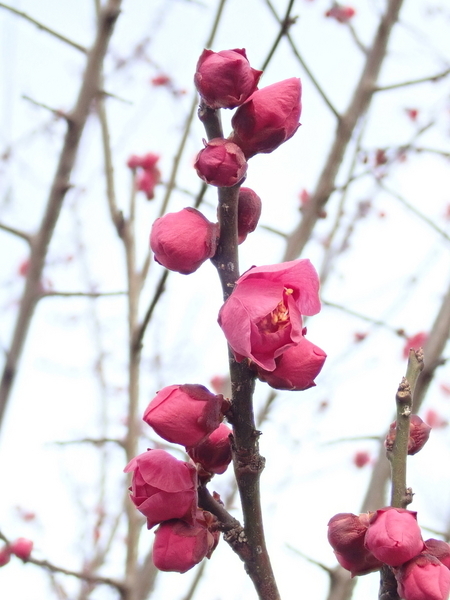 f:id:gzutetsu:20200126140901j:image