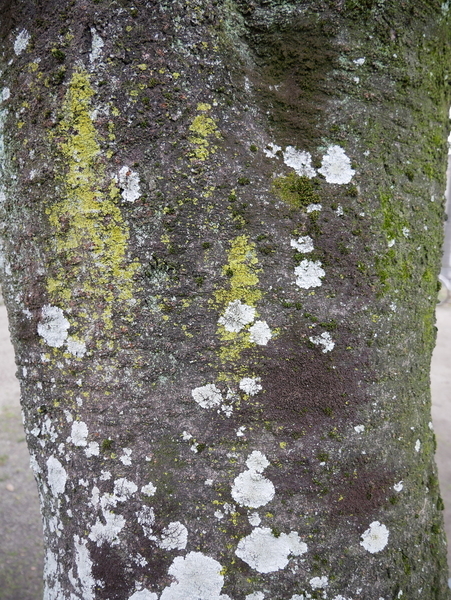 f:id:gzutetsu:20200126143123j:image
