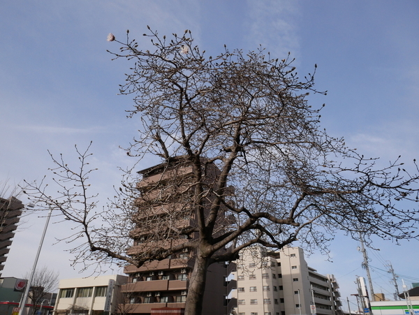 f:id:gzutetsu:20200307082701j:image
