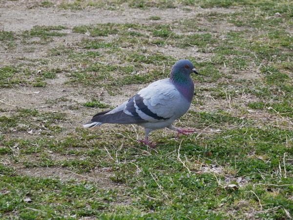 f:id:gzutetsu:20200315144140j:image
