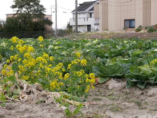 f:id:gzutetsu:20200315145345j:image